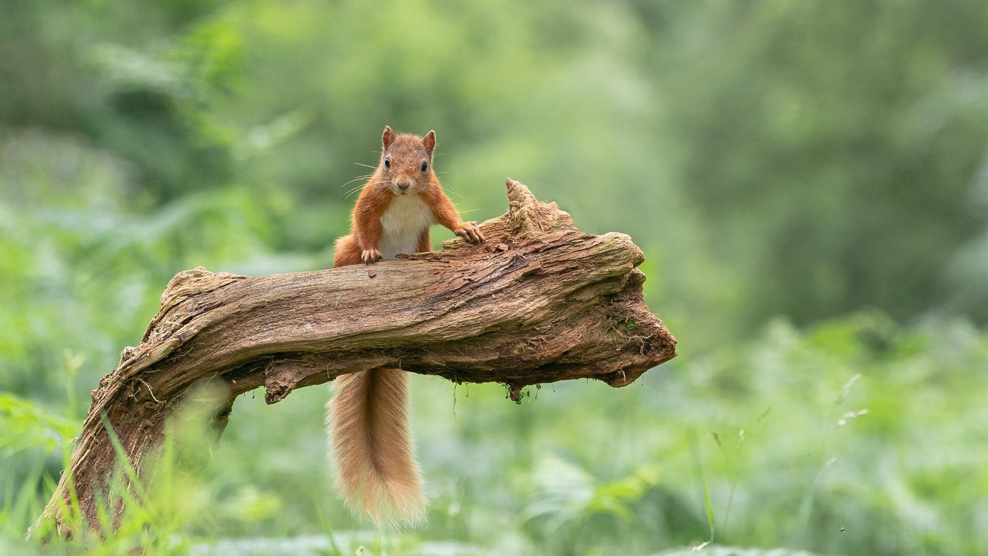 黑魔法降临奥兰多，总决赛夜锡安粉碎热火王朝