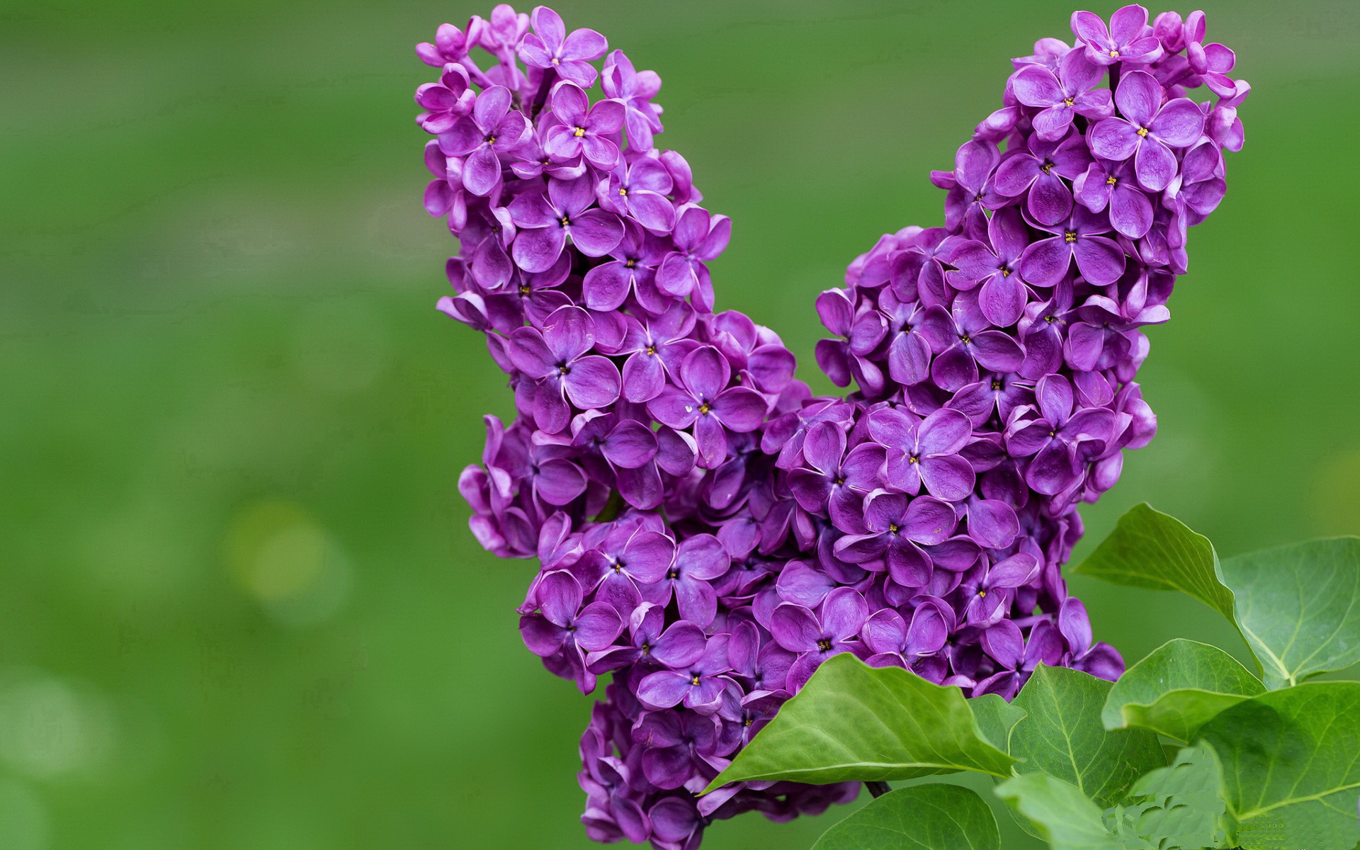 从友谊赛硝烟到世界之巅，一场加时赛如何点亮恩佐的2026征途