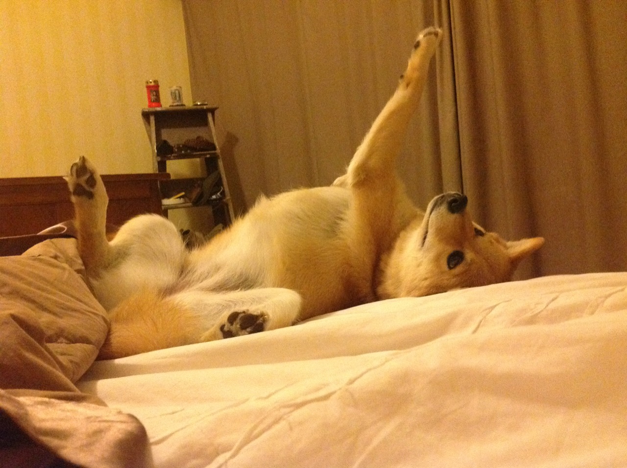 坚盾与疾风，戈贝尔一柱擎天，灰熊快打旋风冲垮步行者