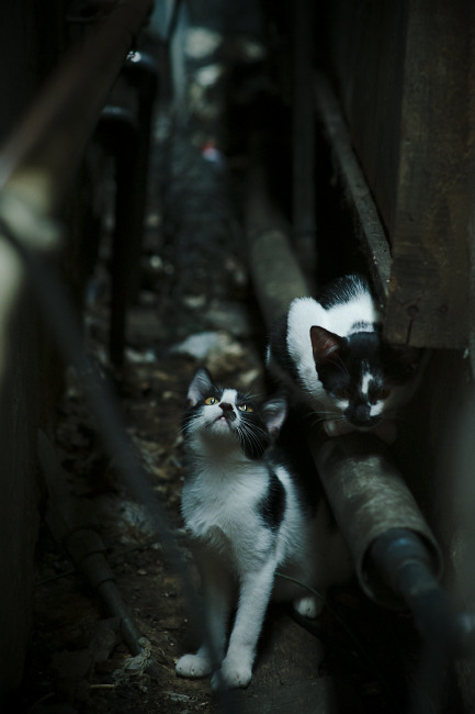帷幕两侧，当国家德比万人空巷，横扫寂静诠释另一种答案