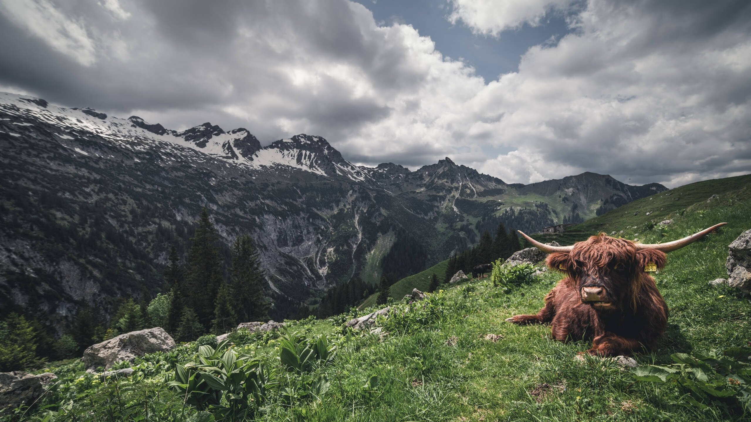 当时间成为武器，尼克斯的节奏炼金术与西亚卡姆的裁判缺席之夜