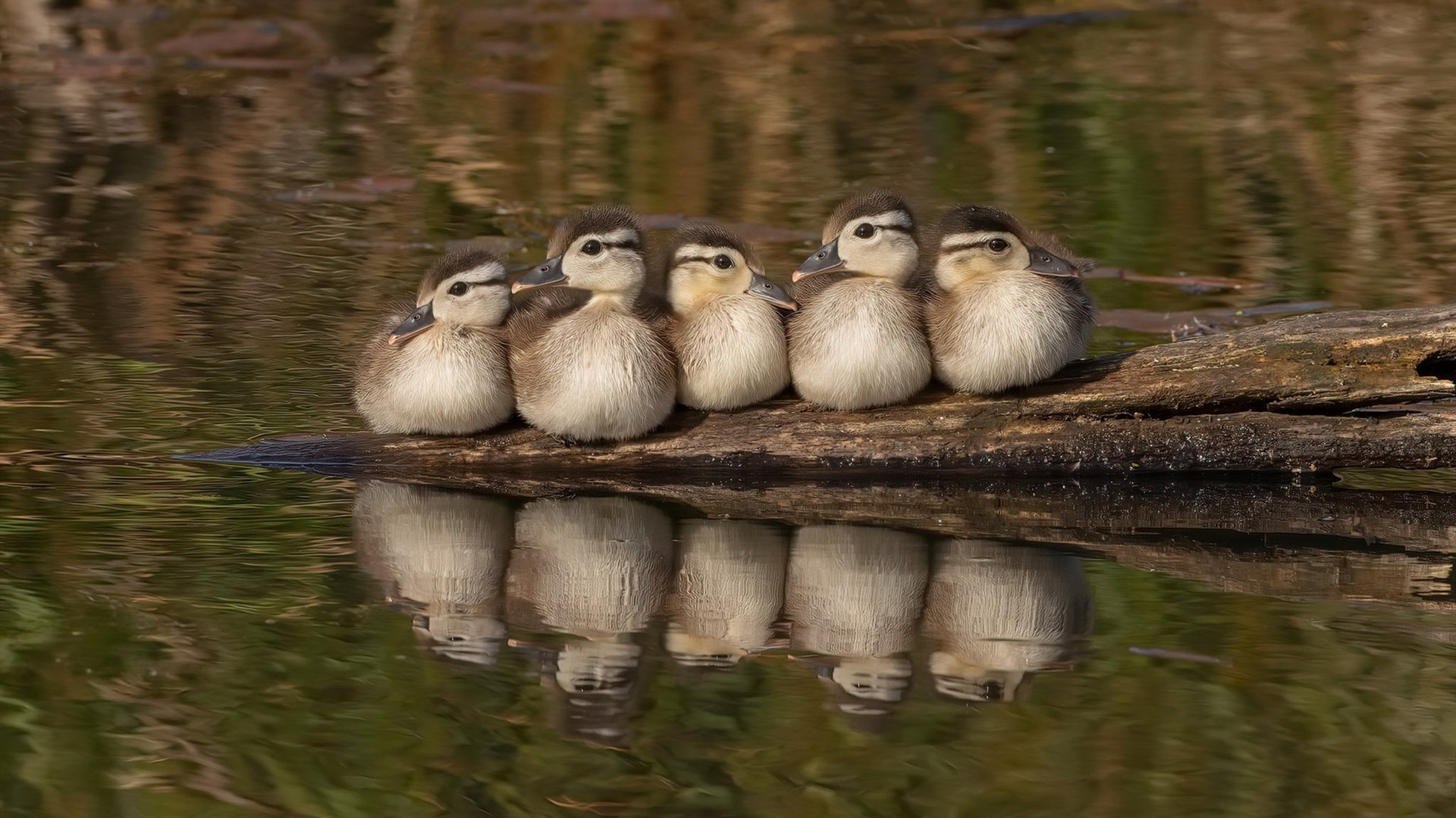 爵士万箭齐发碾碎辽篮神话,布克3000分里程碑宣告新时代降临