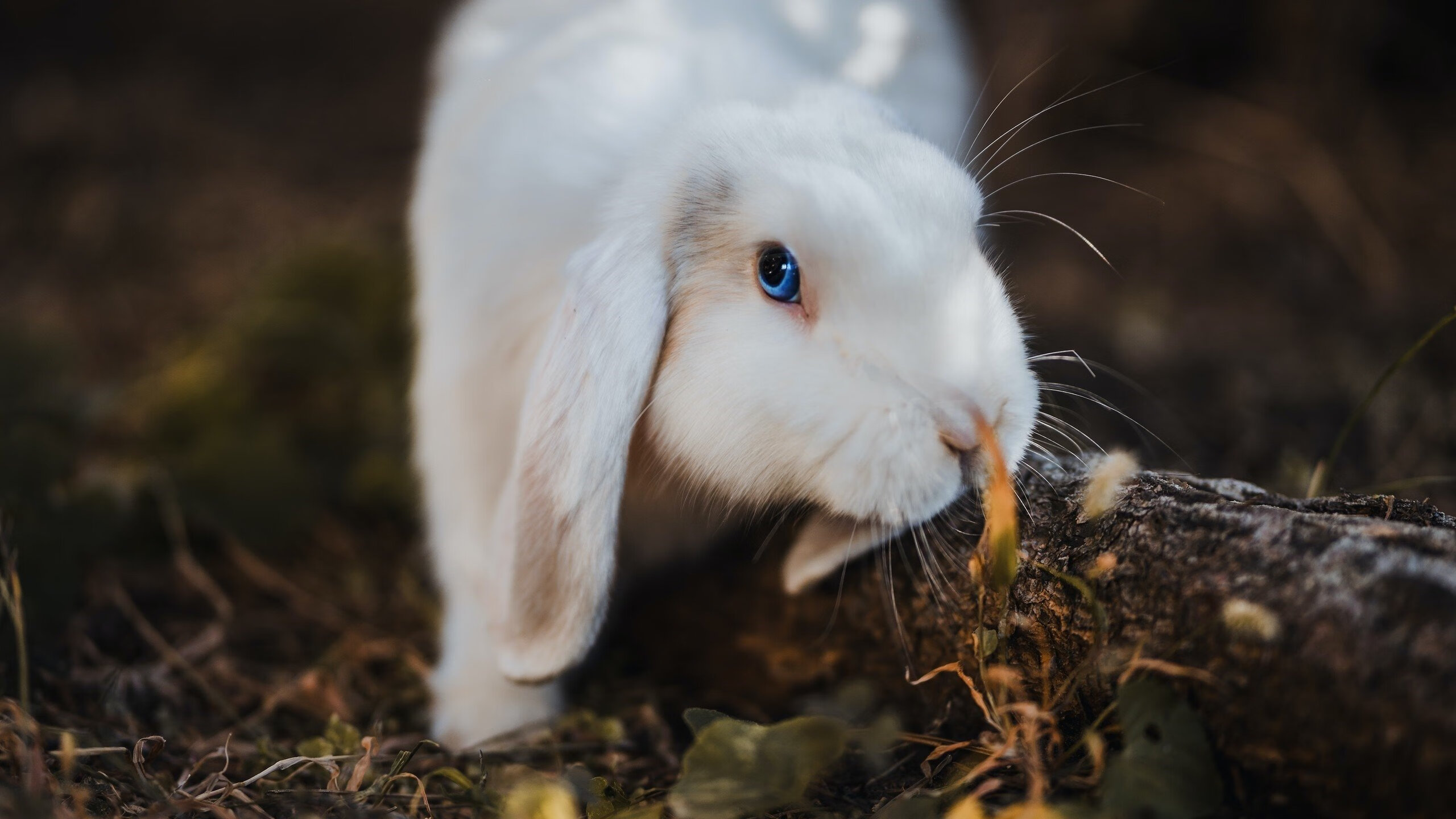 孤月寒刀,一球铸就永恒 孙兴慜的西决生死战之夜