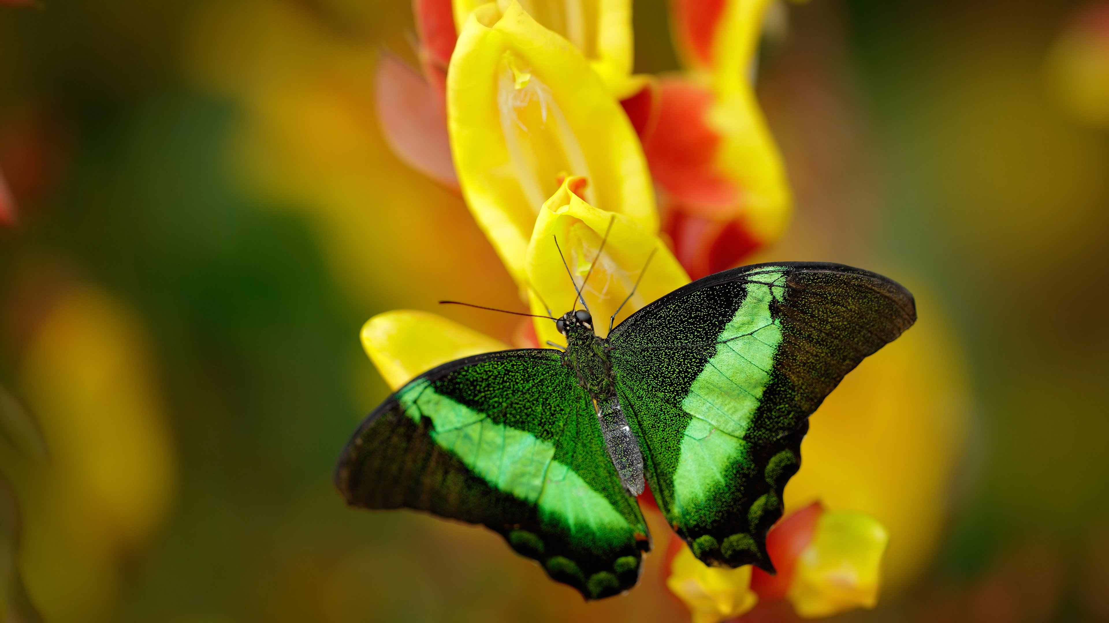 红魔之盾觉醒，卡塞米罗一夫当关，比利时国家队掀翻皇家社会