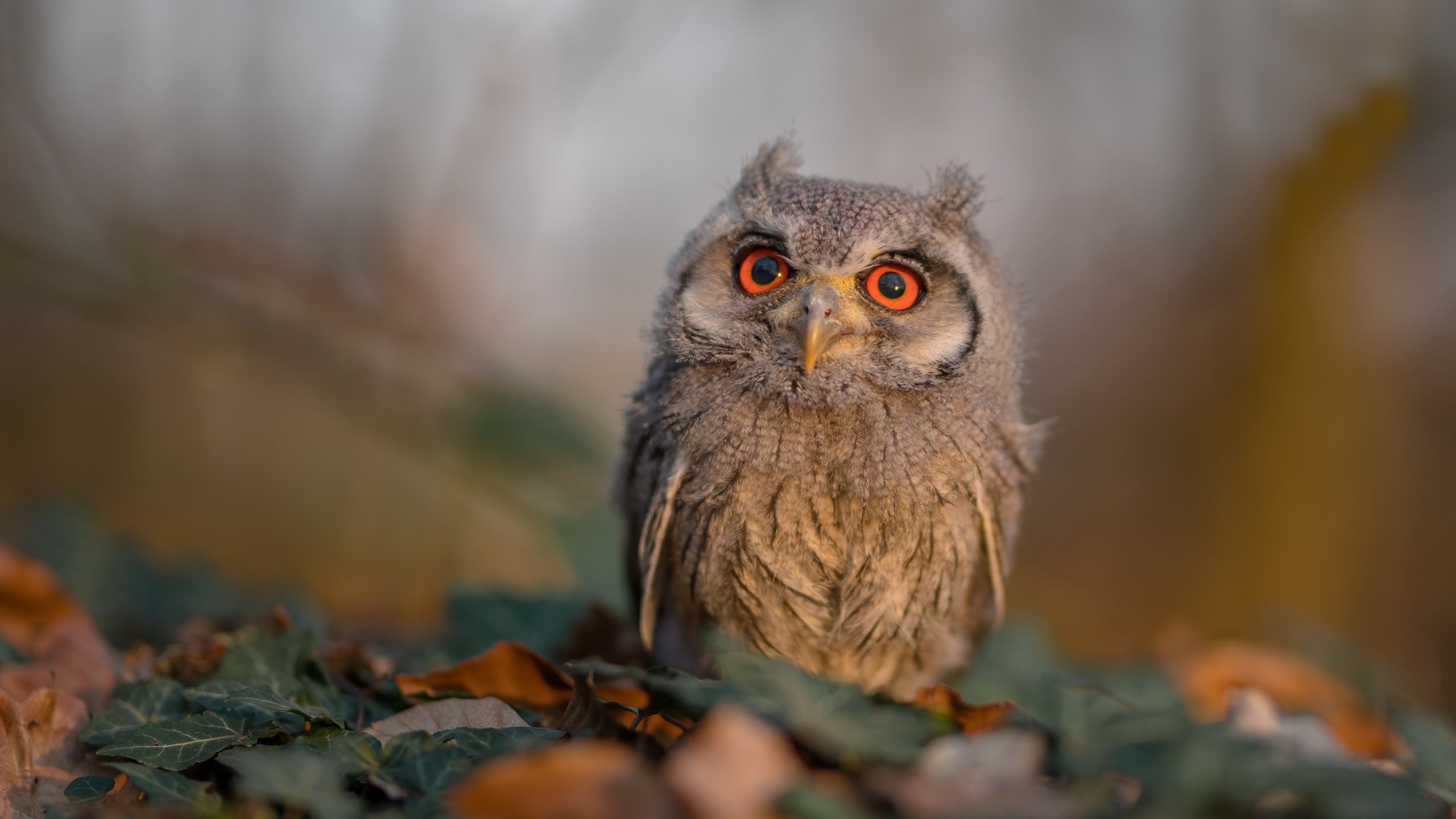 奇迹之夜,范弗利特44分神迹助新疆压哨绝杀深圳