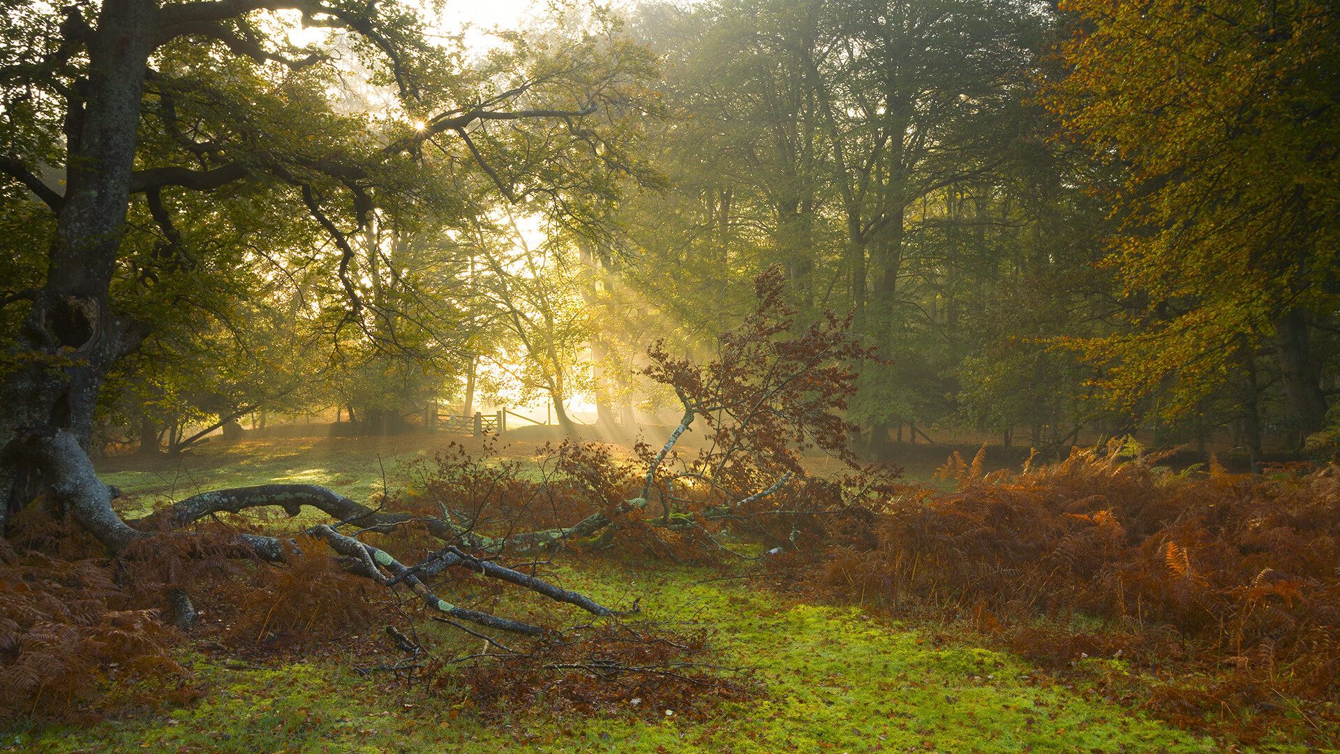 狼烟散尽新王立,杜兰特一箭定乾坤改写联盟旧秩序