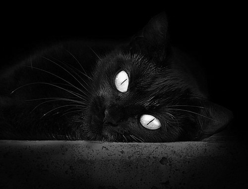 唯一节奏,加克波在埃及对阵加拿大比赛中的完全掌控艺术