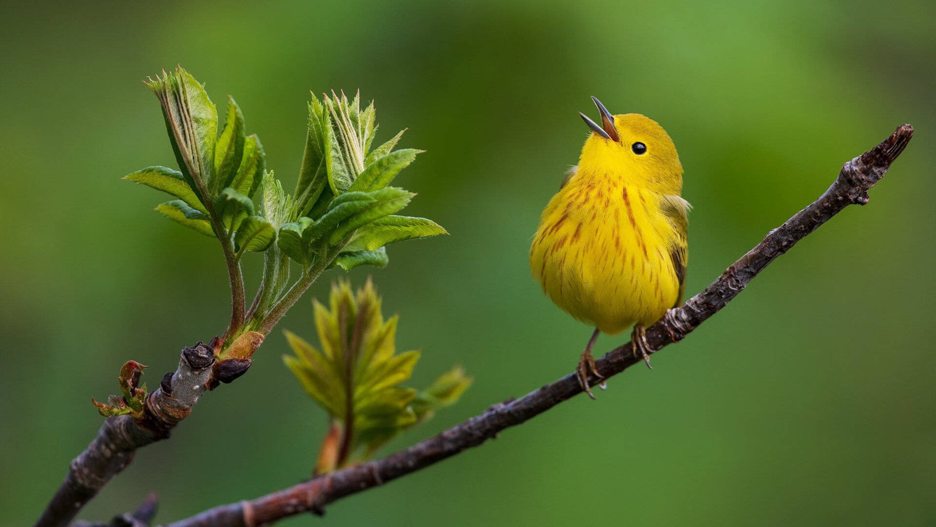 非洲新王诞生！加纳战术完胜马里，历史性闯入美加墨世界杯四强