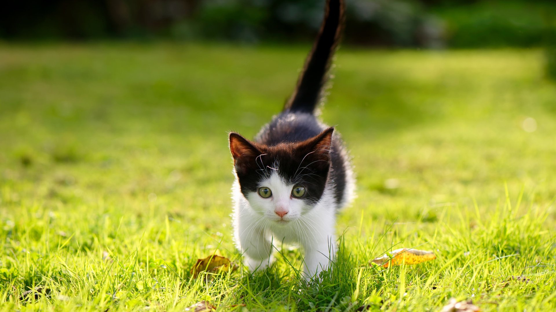 冰与火之歌，当国际米兰客战冰岛，为何最佳球员却是皇马的卡马文加？