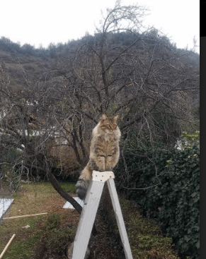 绿茵场上的欧冠半决赛，南非与厄瓜多尔的跨洲血拼