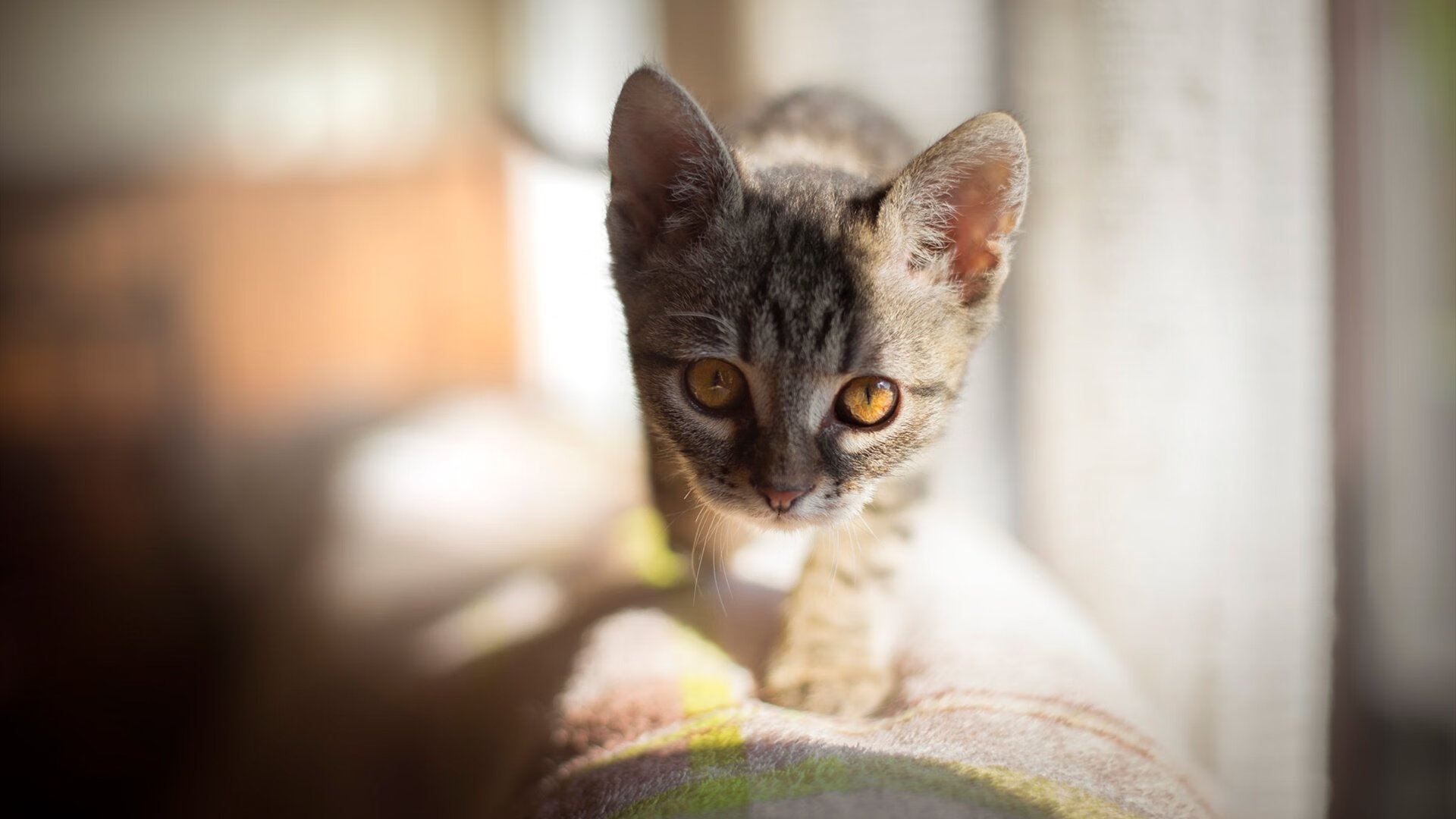 绿茵赛道，当雷恩在生死战中超越曼联赛车